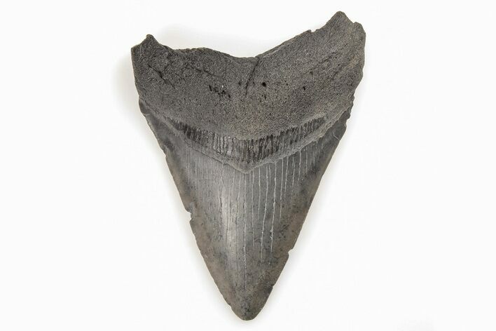 Fossil Megalodon Tooth - South Carolina #196859